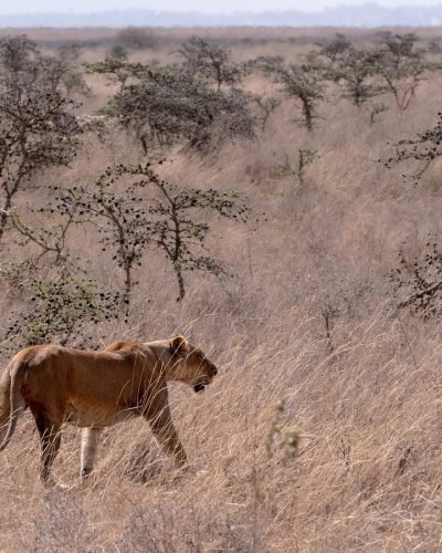 ANNEST KENYA SAFARIS