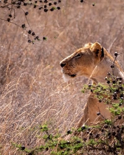 ANNEST KENYA SAFARIS