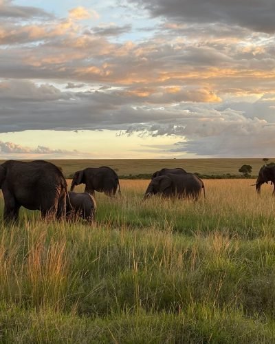 ANNEST KENYA SAFARIS