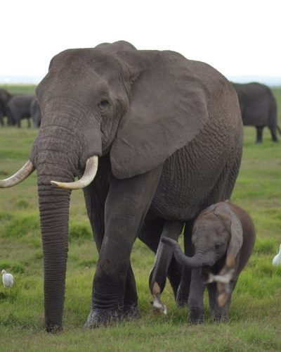 Kenya safaris from Nairobi