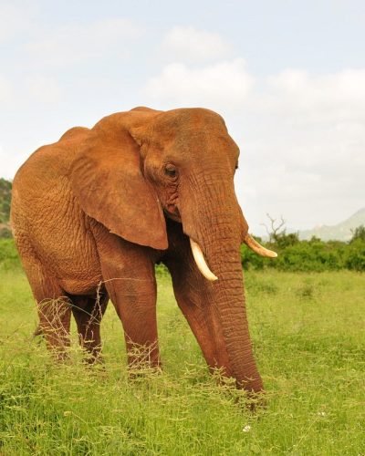 Kenya safaris from Nairobi