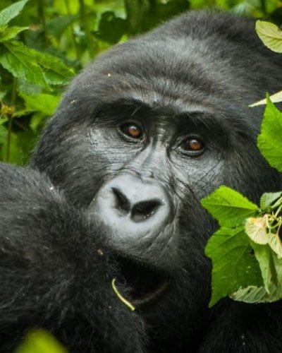 Gorilla Trekking in Uganda