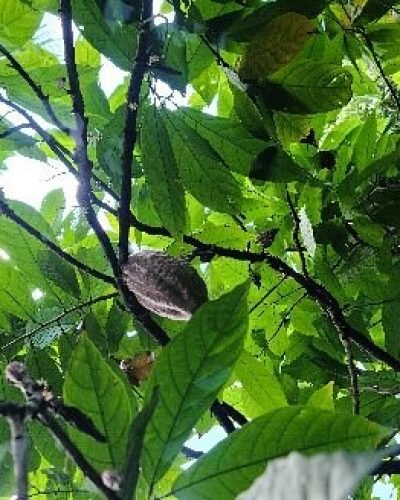 Zanzibar Spice Island Tour