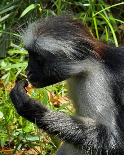 Jozani Forest Tour Zanzibar