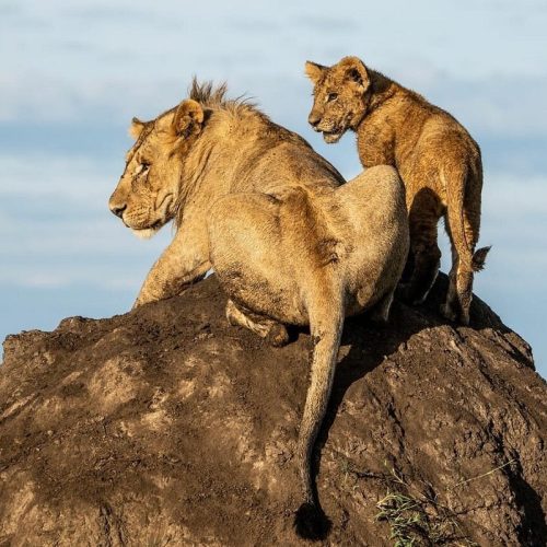 Masai Mara National Reserve
