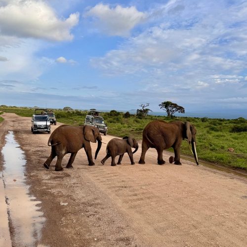 KENYA -Tanzania SAFARI