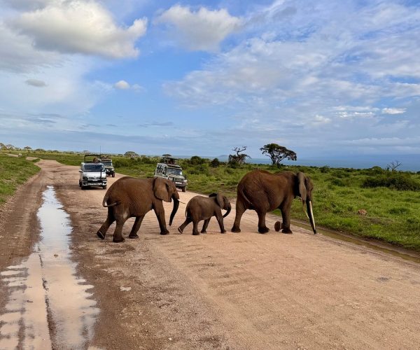 KENYA -Tanzania SAFARI