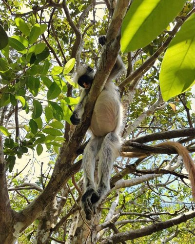 Jozani Forest Tour Zanzibar