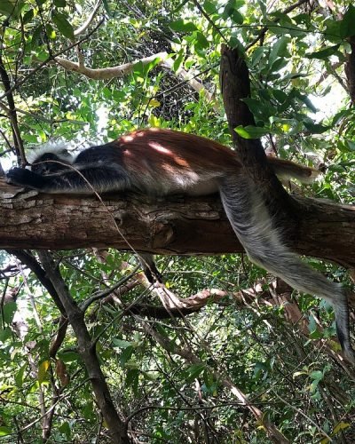 Jozani Forest Tour Zanzibar