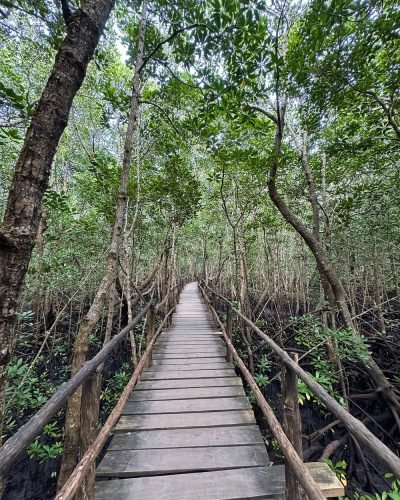 Jozani Forest Tour Zanzibar