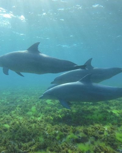Kizimkazi Dolphin Tour Zanzibar