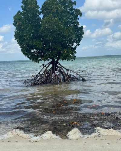 Kizimkazi Dolphin Tour Zanzibar