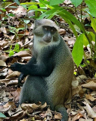 Jozani Forest Tour Zanzibar