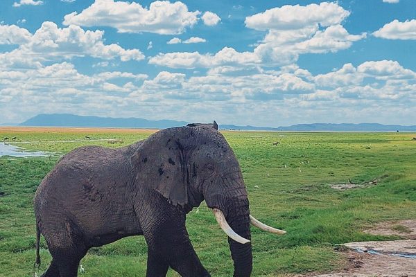 Amboseli National Park day tour