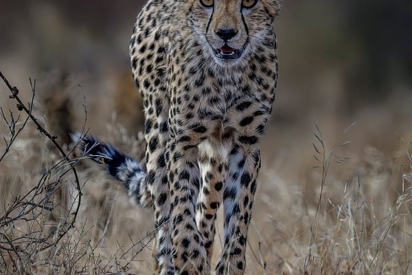 Photography Safari i