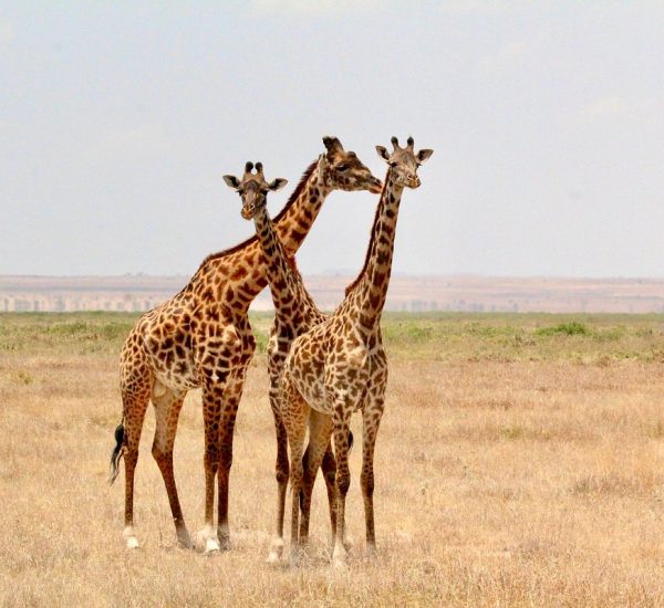 1 Day Tsavo East