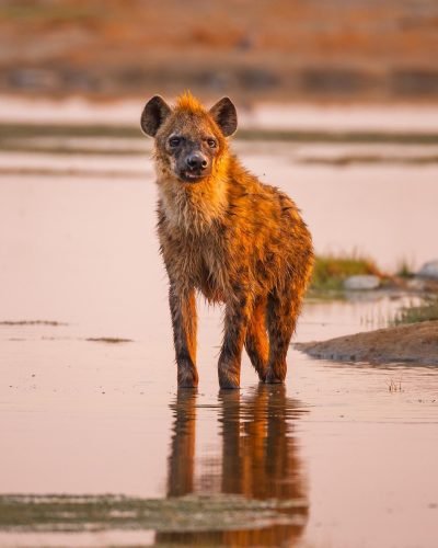 Kenya safari with Annest Kenya safaris