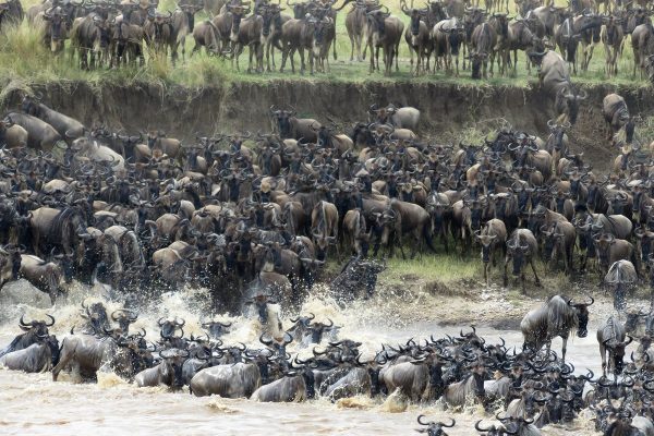 Masai Mara National reserve