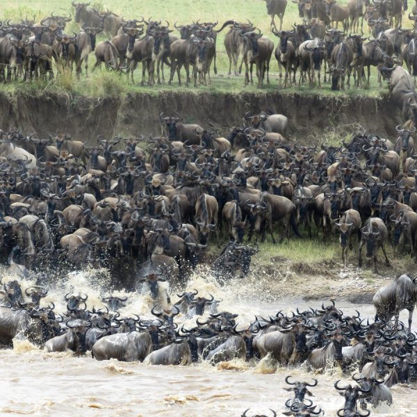 Masai Mara National reserve