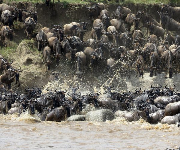 Family safari with Annest Kenya safaris