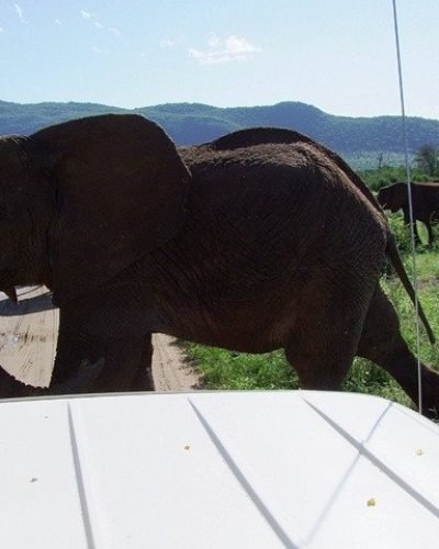 Shimba Hills National Reserve Day Tour