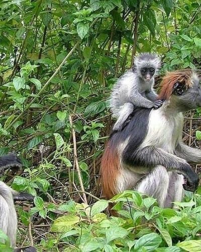 Jozani Forest Tour Zanzibar