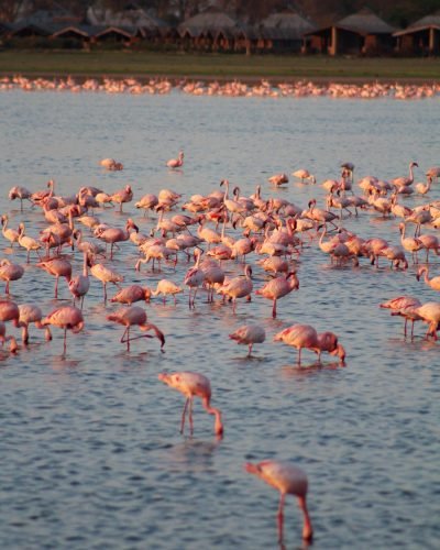 flamingo-at-amboseli