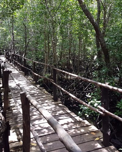 Jozani Forest Tour Zanzibar