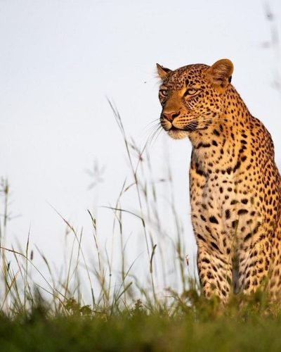 Luxury Kenya Safaris