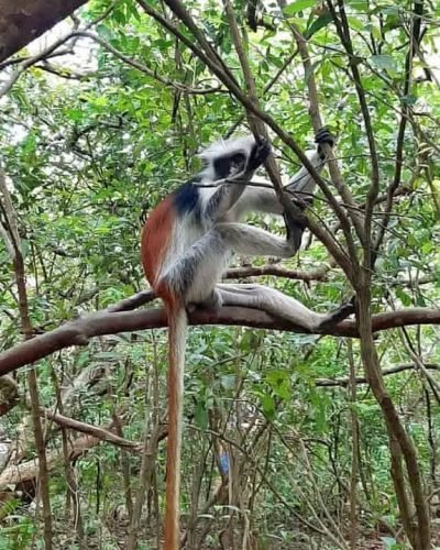 Jozani Forest Tour Zanzibar