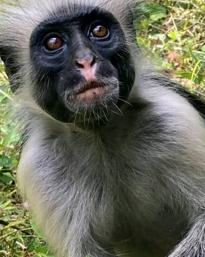 Jozani Forest Tour Zanzibar