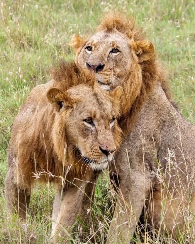 natural-world-kenya-safaris