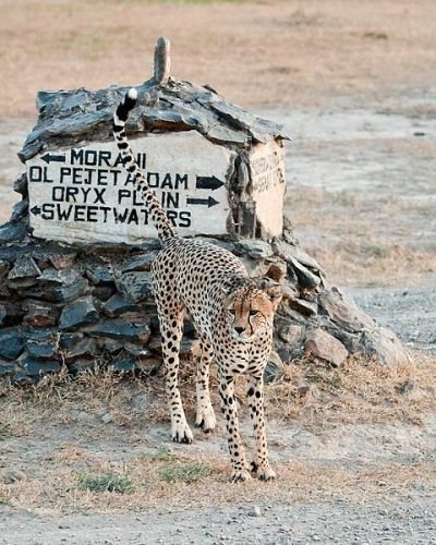 Kenya safaris from Nairobi