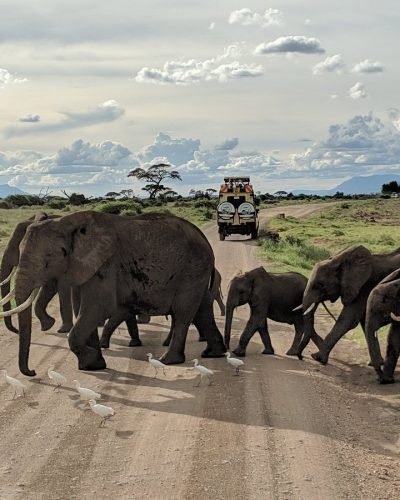 Kenya safaris from Nairobi