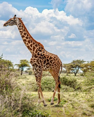 ANNEST KENYA SAFARIS