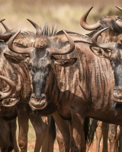 Kenya Safari ANNEST KENYA SAFARIS