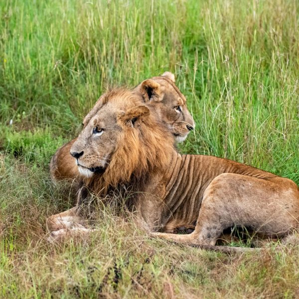 Nairobi National Park