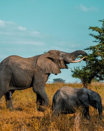 ANNEST KENYA SAFARIS