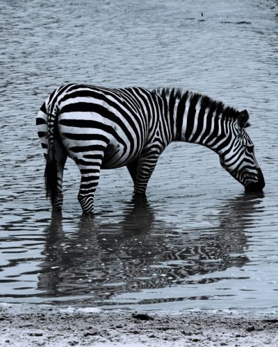 ANNEST KENYA SAFARIS