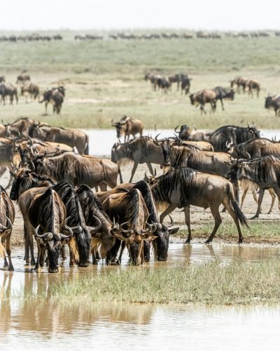 ANNEST KENYA SAFARIS