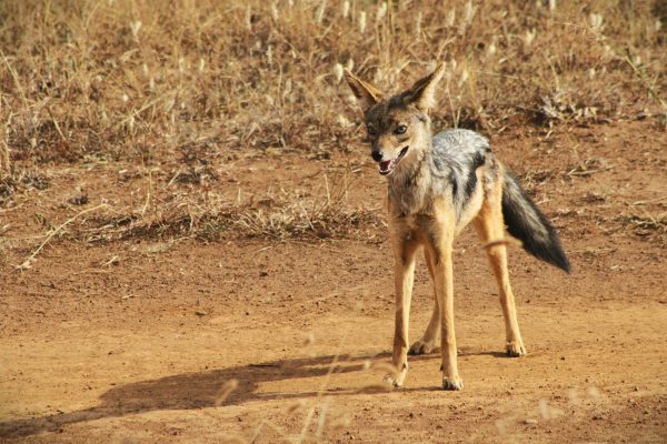 Tsavo East West Amboseli Safari