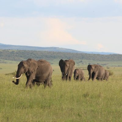 Amboseli