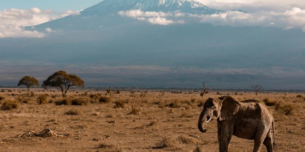 Amboseli National Park safari tour