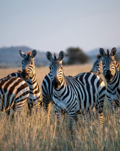 ANNEST KENYA SAFARIS