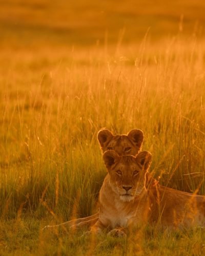 Kenya safari with Annest Kenya safaris