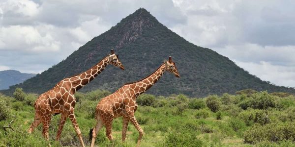 Samburu safari