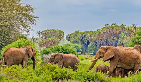 samburu-national-reserve-kenya.jpg