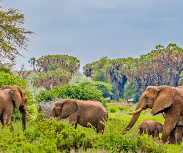 samburu-national-reserve-kenya.jpg