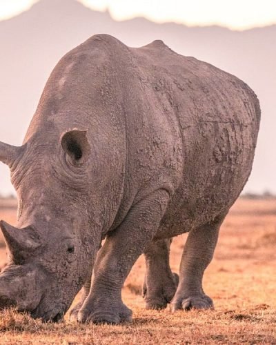 ANNEST KENYA SAFARIS