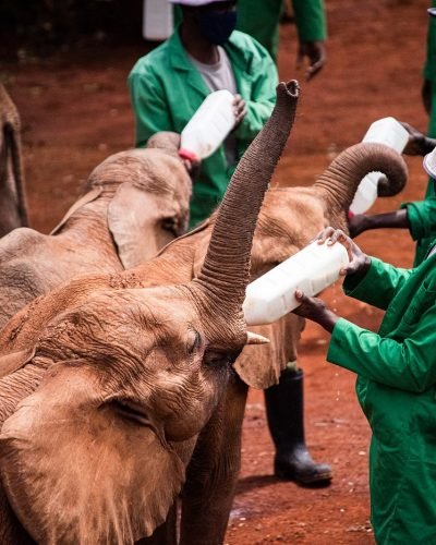 David Sheldrick Wildlife